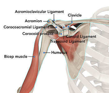 Anatomy of the shoulder